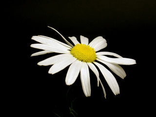 Obraz premium camomile