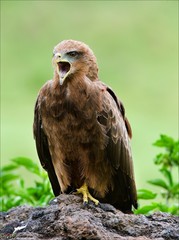 Black Kite.
