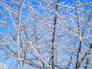 hoarfrost on trees