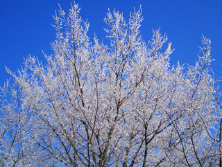 hoarfrost on trees