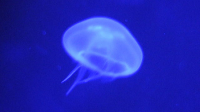 Medusa gelatinosa, azul