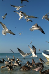 Uccelli sull'isola di Holbox