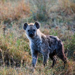 Young Spotted hyena.