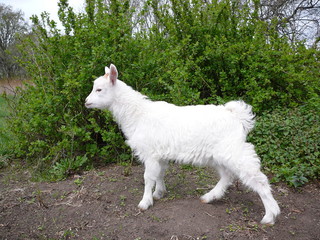 Obraz premium коза