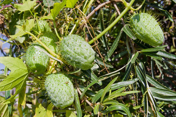 Prickly cucumbers