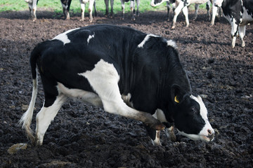 Dutch Cow