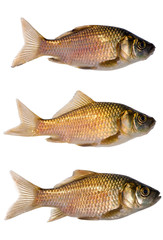 set of three crucian carps