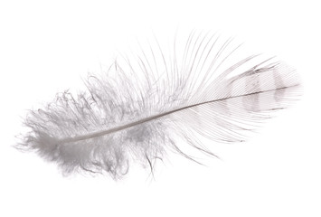 white feather with grey strips