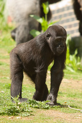 juvenile gorilla 8849