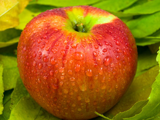 One apple on foliage