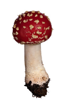 dark red fly-agaric mushroom
