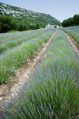 Fototapeta premium lavender fields senanque abbey provence