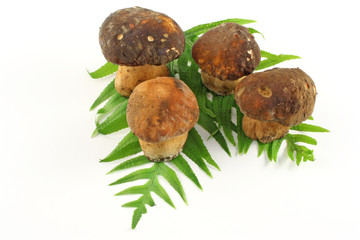 Funghi Porcini su felci