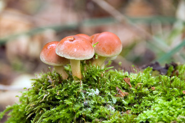 Beautiful toadstools