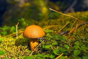 beautiful mushroom in a forest