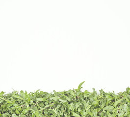 grass on white background