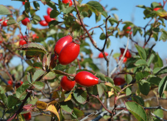 Healing autumnal dog-rose red fruits
