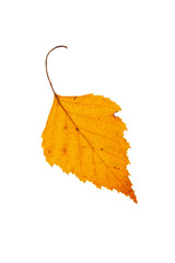 autumn leaf isolated