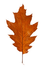 oak leaf