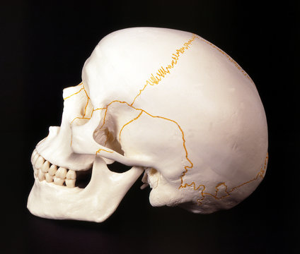teschio skull