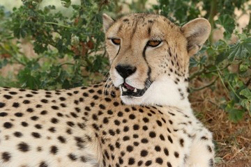 Cheetah Portrait