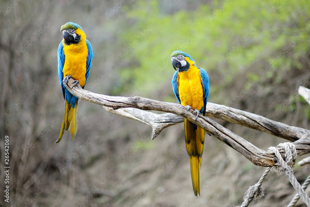 Wall mural Blue and gold macaw parrots