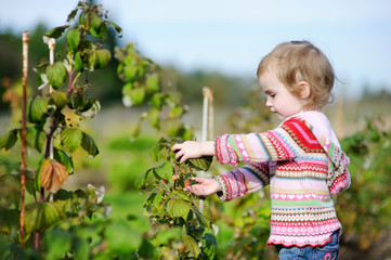 Adorable toddler girl picking raspberries