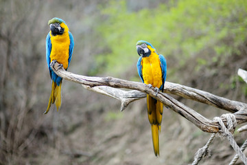 Blue and gold macaw parrots © MNStudio