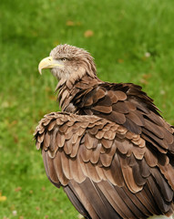 White-tailed Eagle