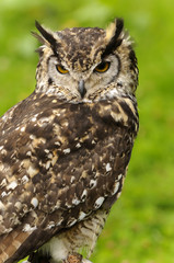 Mackinders Eagle Owl