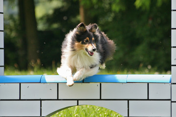 Sheltie