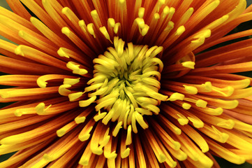 Close-up of chrysanthemum