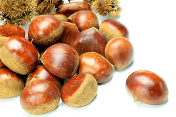 chestnut