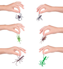 insects in a female hand, isolated