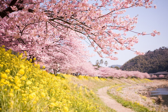 下賀茂の河津桜