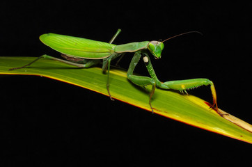 Mantide religiosa Mantis religiosa Linnaeus