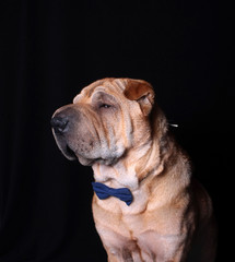 sharpei dog wearing necktie