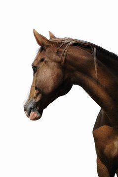 623 Best Cheval Fond Blanc Images Stock Photos Vectors Adobe Stock 623 Best Cheval Fond Blanc Images Stock Photos Vectors Adobe Stock