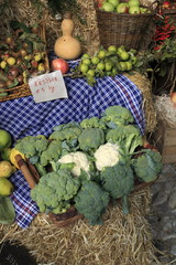 cavoli broccoli verdura biologica