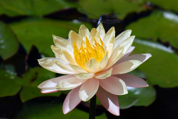 Beautiful Waterlily with Blue Dragonfly
