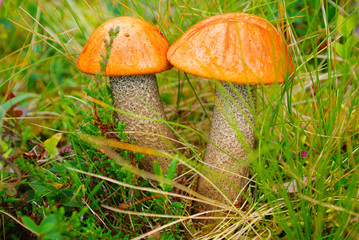 Autumn forest landscape with mushrooms