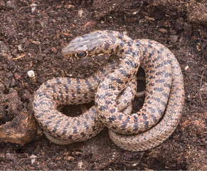 Close up of snake