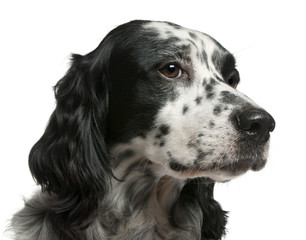 Mixed-breed dog, 7 years old, in front of white background