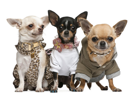 Three Chihuahuas dressed up