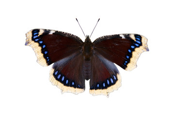 Obraz premium Motyl w płaszczu żałobnym