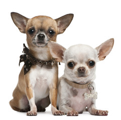 Chihuahuas, 2 years old, sitting and lying