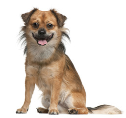 Dog, 18 months old, sitting in front of white background