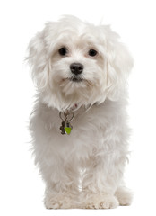 Maltese, 7 months old, standing in front of white background
