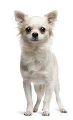 Chihuahua, 1 year old, standing in front of white background