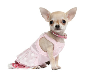 Chihuahua puppy, 18 months old, dressed up and sitting